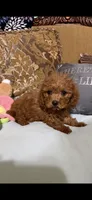 Milly, a female Goldendoodle for sale in Sevierville, TN – 6 of 9