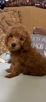 Trixy, a female Goldendoodle for sale in Sevierville, TN – 8 of 8