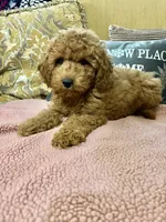 Kimmie, a female Goldendoodle for sale in Sevierville, TN – Photo 4 of 6