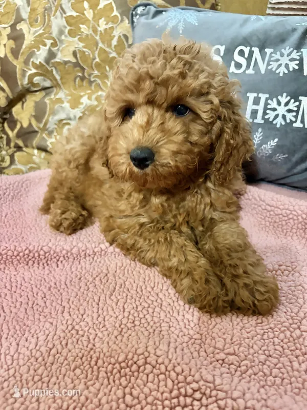 Kimmie – Goldendoodle puppy for sale in Sevierville, TN