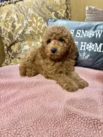 Kimmie, a female Goldendoodle for sale in Sevierville, TN – Photo 5 of 6