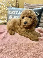 Kimmie, a female Goldendoodle for sale in Sevierville, TN – Photo 2 of 6