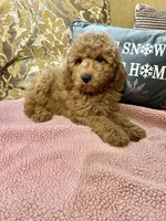 Kimmie, a female Goldendoodle for sale in Sevierville, TN – Photo 6 of 6