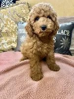 Kimmie, a female Goldendoodle for sale in Sevierville, TN – Photo 3 of 6