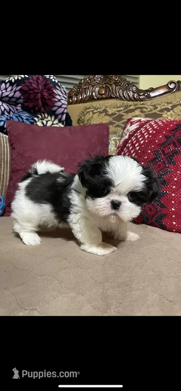 Pogo, a male Shih Tzu for sale in Sevierville, TN – Photo 1 of 1