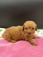 Lucy, a female Poodle - Toy  for sale in Sevierville, TN – Photo 5 of 9