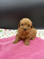 Lucy, a female Poodle - Toy  for sale in Sevierville, TN – Photo 8 of 9