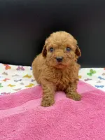 Lucy, a female Poodle - Toy  for sale in Sevierville, TN – Photo 1 of 9