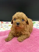 Lucy, a female Poodle - Toy  for sale in Sevierville, TN – Photo 4 of 9