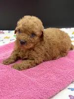 Lucy, a female Poodle - Toy  for sale in Sevierville, TN – Photo 3 of 9