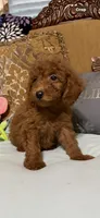 Ricco, a male Goldendoodle for sale in Sevierville, TN – 2 of 9