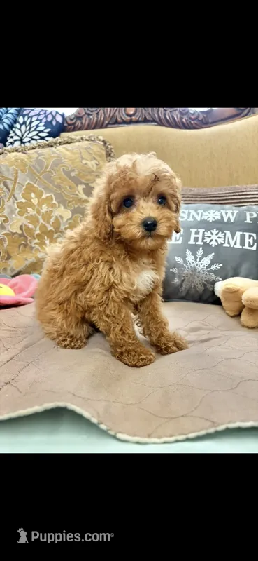 Macey – Poodle - Toy  puppy for sale in Sevierville, TN