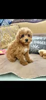 Macey, a female Poodle - Toy  for sale in Sevierville, TN – 1 of 5