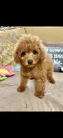 Candy, a female Poodle - Toy  for sale in Sevierville, TN – 2 of 5