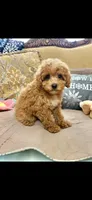 Macey, a female Poodle - Toy  for sale in Sevierville, TN – 5 of 5