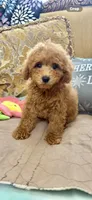 Rocky, a male Poodle - Toy  for sale in Sevierville, TN – 4 of 5