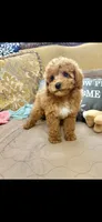 Macey, a female Poodle - Toy  for sale in Sevierville, TN – 3 of 5