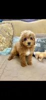 Macey, a female Poodle - Toy  for sale in Sevierville, TN – 2 of 5