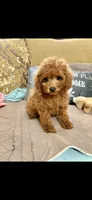Candy, a female Poodle - Toy  for sale in Sevierville, TN – 3 of 5