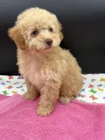 Macey, a female Poodle - Toy  for sale in Sevierville, TN – Photo 3 of 3