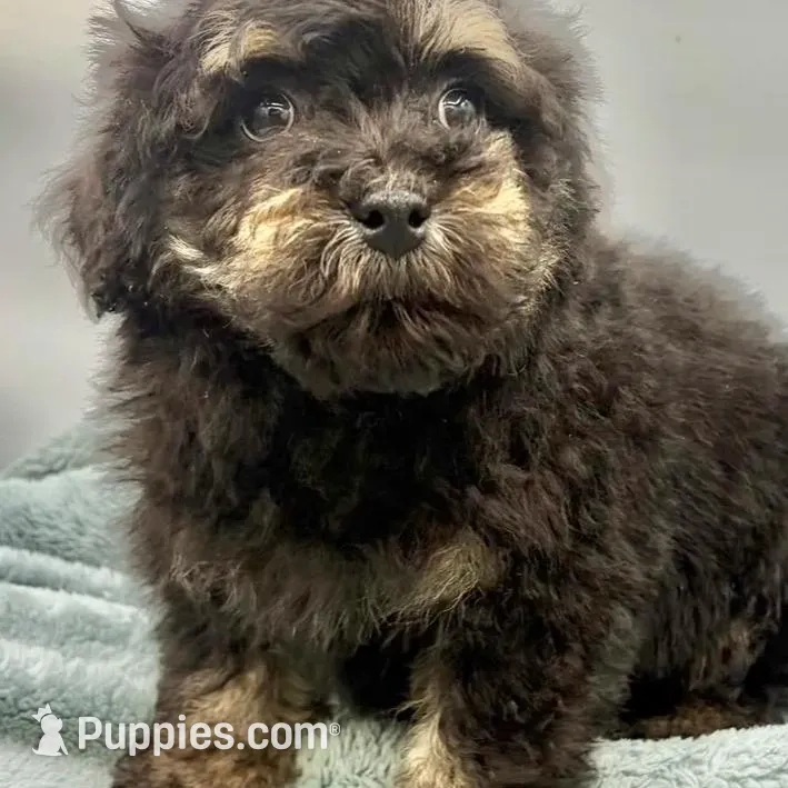 Remi, a male Poodle - Toy  for sale in Sevierville, TN – Photo 7 of 8