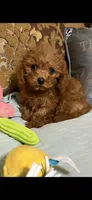 Milly, a female Goldendoodle for sale in Sevierville, TN – 9 of 9