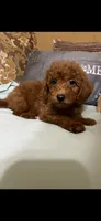 Ricco, a male Goldendoodle for sale in Sevierville, TN – 5 of 9