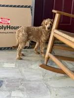 Harrison, a male Cavapoo for sale in Sevierville, TN – Photo 5 of 6