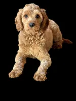 Harrison, a male Cavapoo for sale in Sevierville, TN – Photo 2 of 6