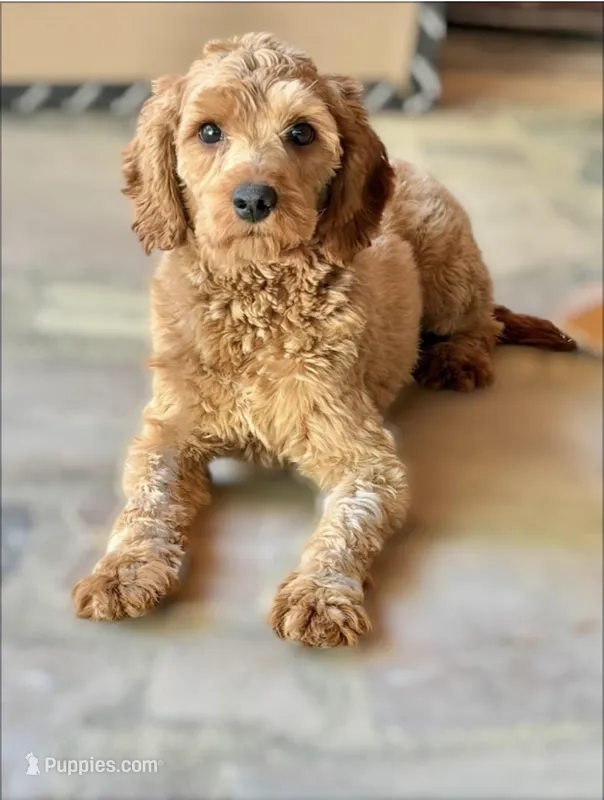 Harrison – Cavapoo puppy for sale in Sevierville, TN