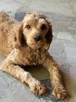 Harrison, a male Cavapoo for sale in Sevierville, TN – Photo 4 of 6