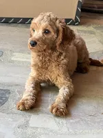 Harrison, a male Cavapoo for sale in Sevierville, TN – Photo 3 of 6