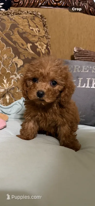 Milly – Goldendoodle puppy for sale in Sevierville, TN