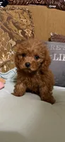 Milly, a female Goldendoodle for sale in Sevierville, TN – 1 of 9