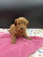Molly, a female Goldendoodle for sale in Sevierville, TN – Photo 1 of 2