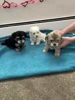 Cinnamon, a male Maltese and Poodle - Miniature  for sale in Elmira, NY – Photo 2 of 2