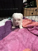 Snowball, a female Maltese and Poodle - Miniature  for sale in Elmira, NY – Photo 1 of 2