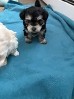 Bear, a female Maltese and Poodle - Miniature  for sale in Elmira, NY – Photo 1 of 2