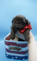 Snickers, a male Shih Tzu for sale in Yakima, WA – 2 of 5