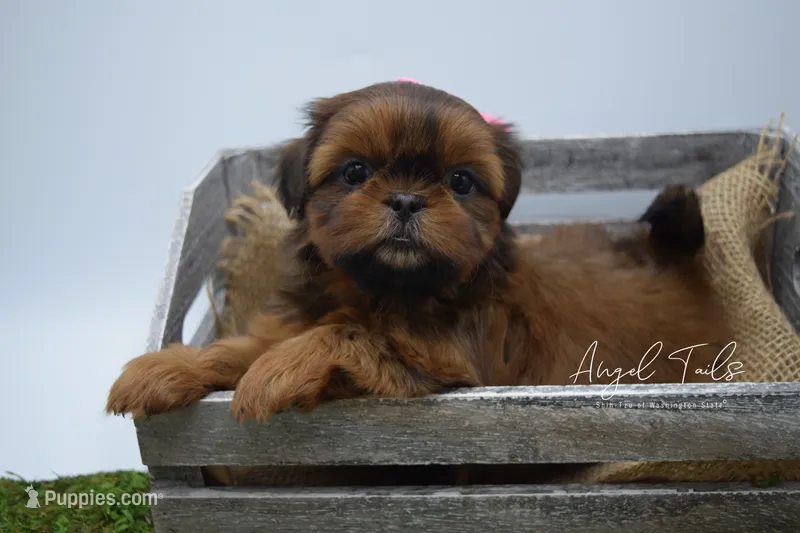 Piper – Shih Tzu puppy for sale in Yakima, WA