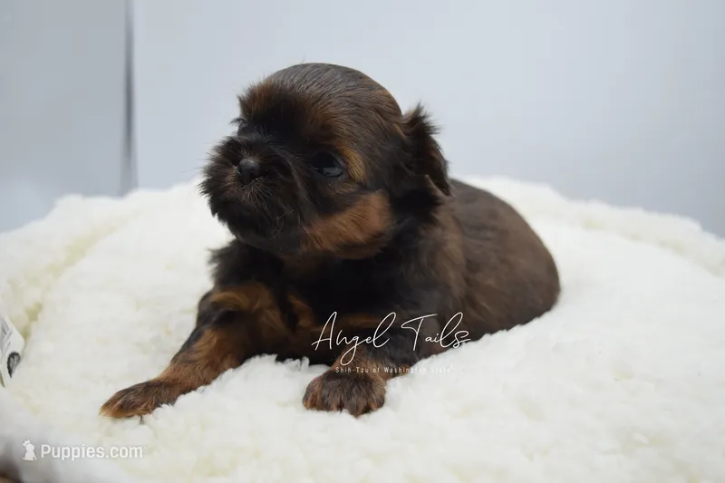 Sadie – Shih Tzu puppy for sale in Yakima, WA