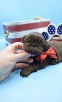 Snickers, a male Shih Tzu for sale in Yakima, WA – 3 of 5