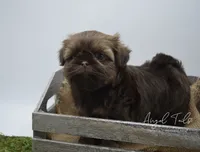 Zoey, a female Shih Tzu for sale in Yakima, WA – 2 of 5