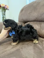 Charlie, a male Shih Tzu for sale in Yakima, WA – 4 of 5