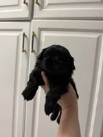 Milo, a male Shih Tzu for sale in Yakima, WA – 3 of 4