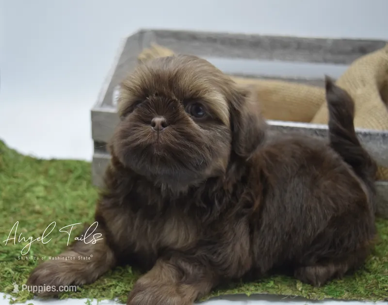 Zoey – Shih Tzu puppy for sale in Yakima, WA