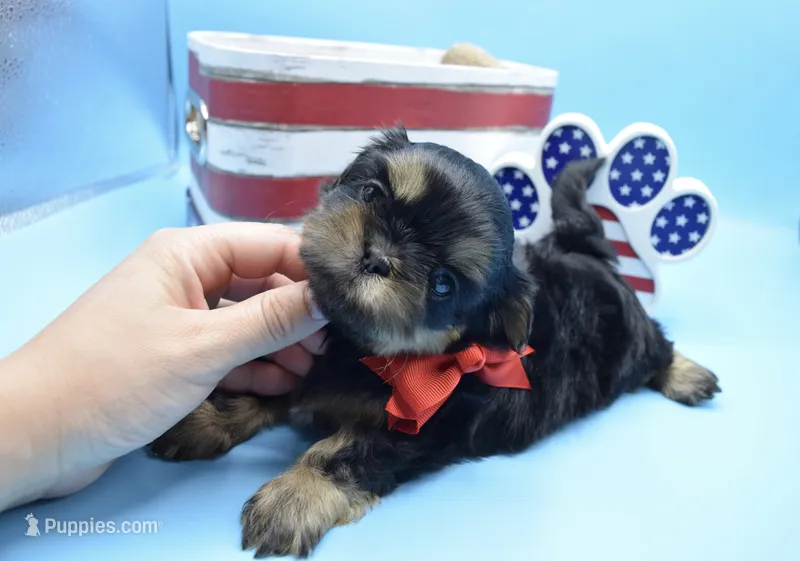 Charlie – Shih Tzu puppy for sale in Yakima, WA
