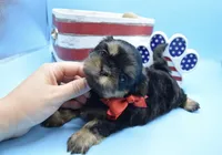 Charlie, a male Shih Tzu for sale in Yakima, WA – 1 of 4