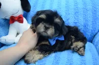 Charlie, a male Shih Tzu for sale in Yakima, WA – 2 of 5
