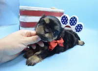 Charlie, a male Shih Tzu for sale in Yakima, WA – 2 of 4